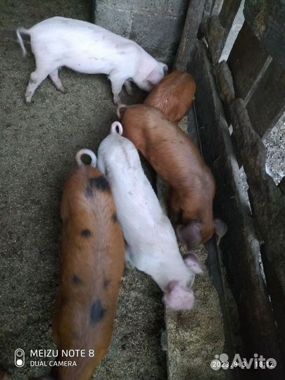 Поросята