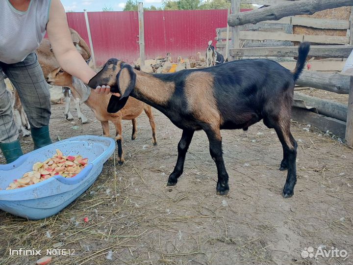 Нубийский козел