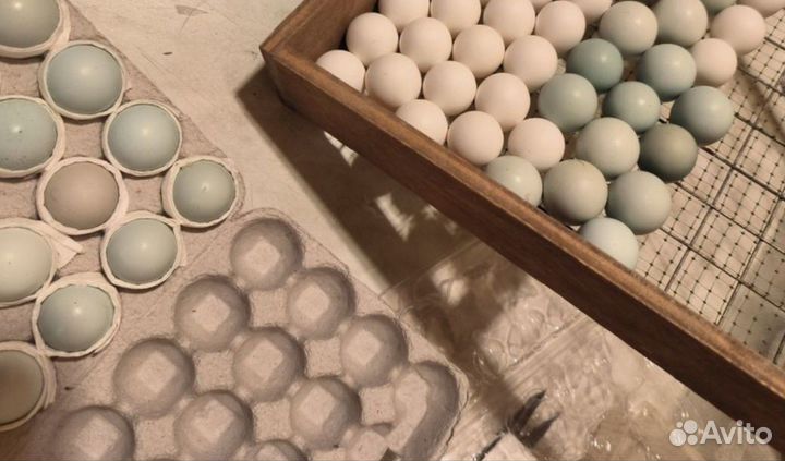 Целадоны, перепелиные и. я. Всего 18 пород москва