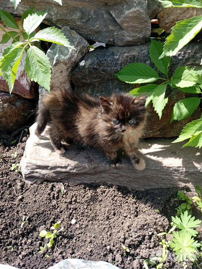 Котята сибирской кошки
