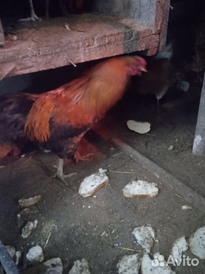 Молодые петухи