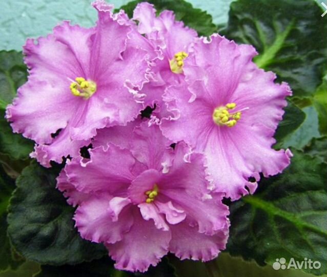 Фиалки сортовые