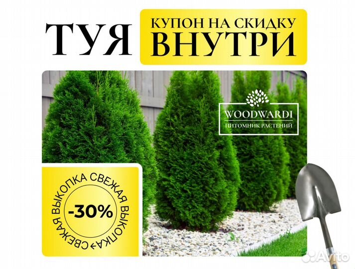 Туя в ассортименте:Смарагд,Брабант,Колумна