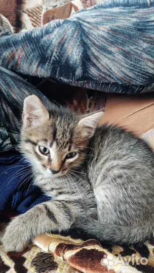 Котик в добрые руки