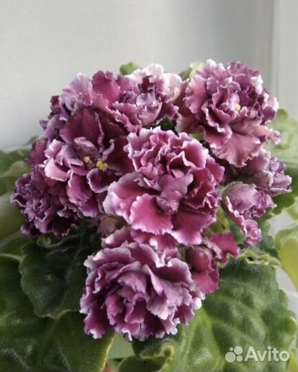 Детки сортовых фиалок