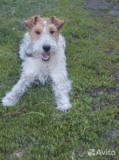 Фокстерьер жесткошерстный