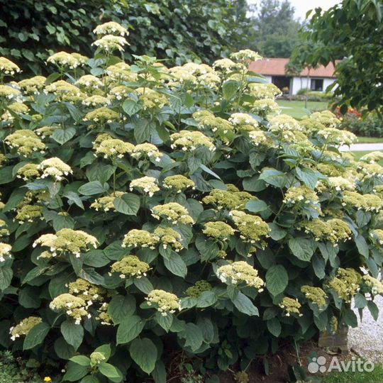 Гортензия Уайт Дом, С10 (1 саж.; 70-80 см)