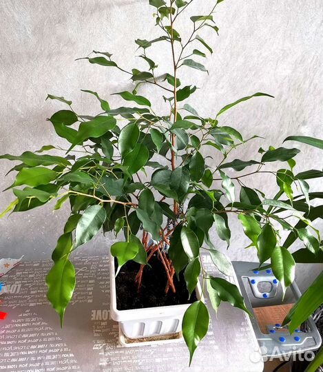 Фикус бенджамина плетеный