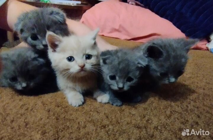 Котята в добрые руки
