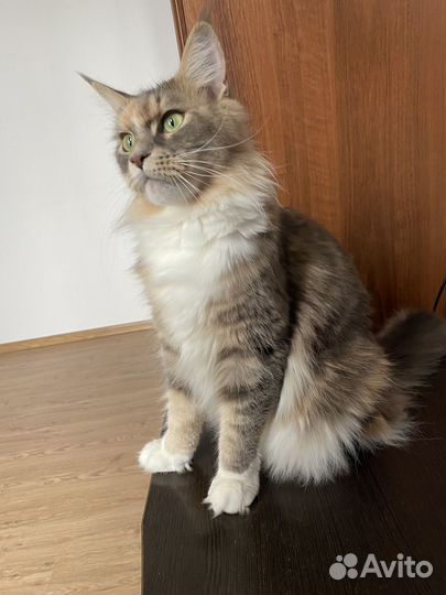 Мейн-кун бронь