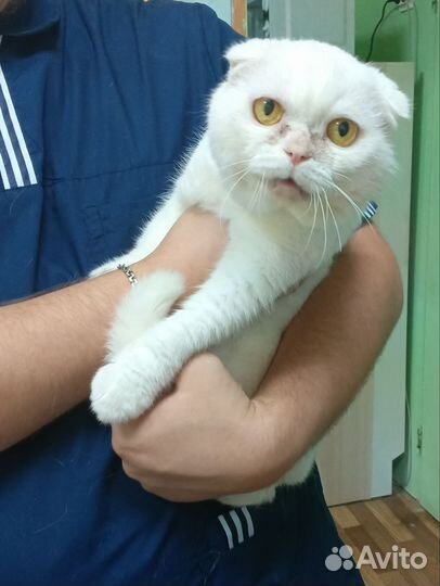 Вислоухий котик