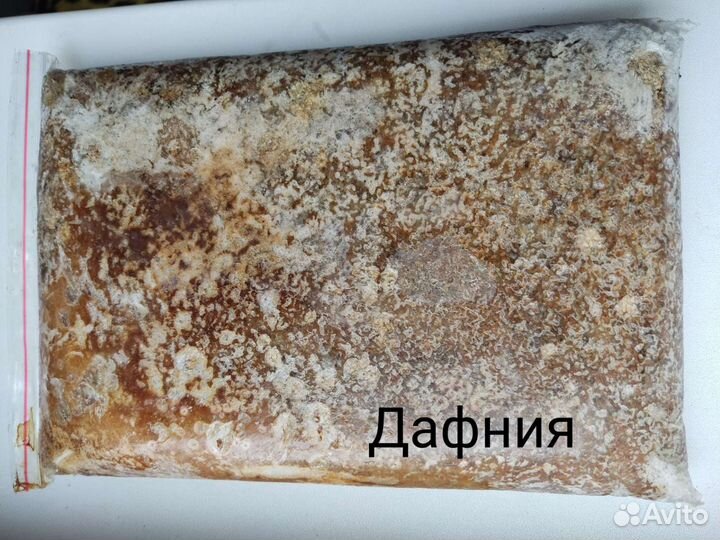 Циклоп красный, собственная добыча