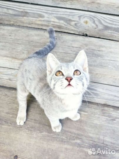 Котята в добрые руки бесплатно