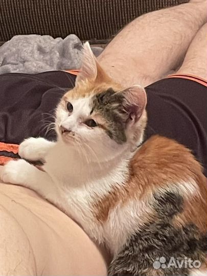 Ласковый котенок в добрые руки