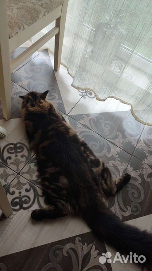 Кот мейн-кун