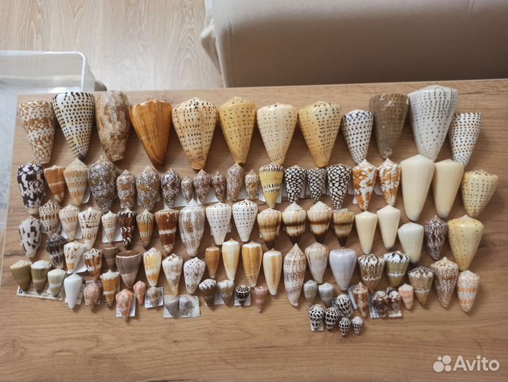 Морская раковина