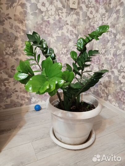 Замиокулькас