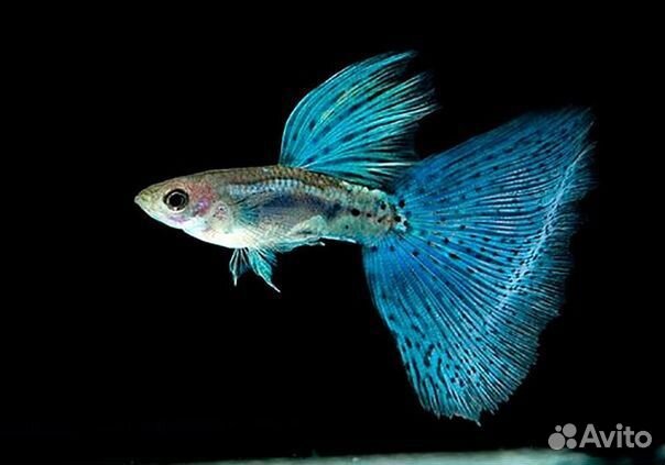 Рыбки гуппи чистая линия