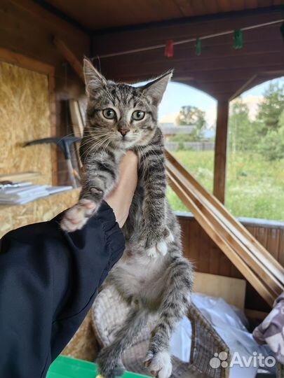 Кошки