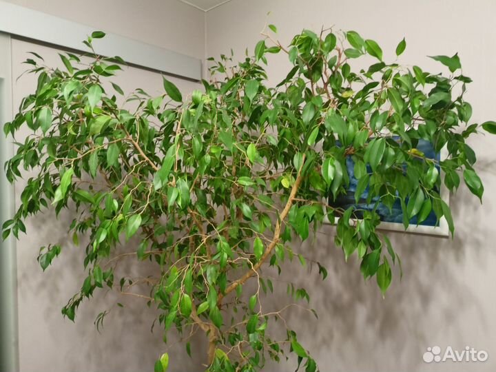 Фикус Бенджамина большой