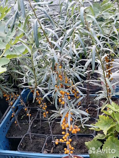 Облепиха саженцы