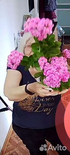 Каланхое розовый