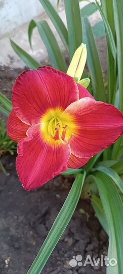 Лилейники сортовые