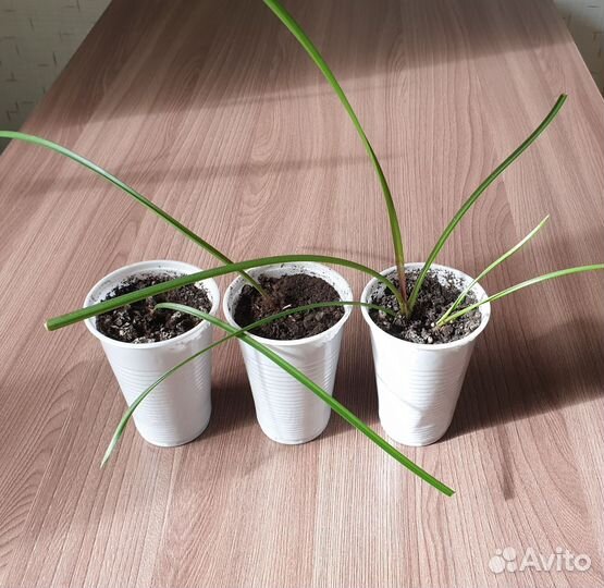 Зефирантес розовый