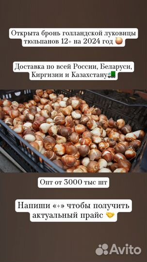 Луковицы тюльпанов