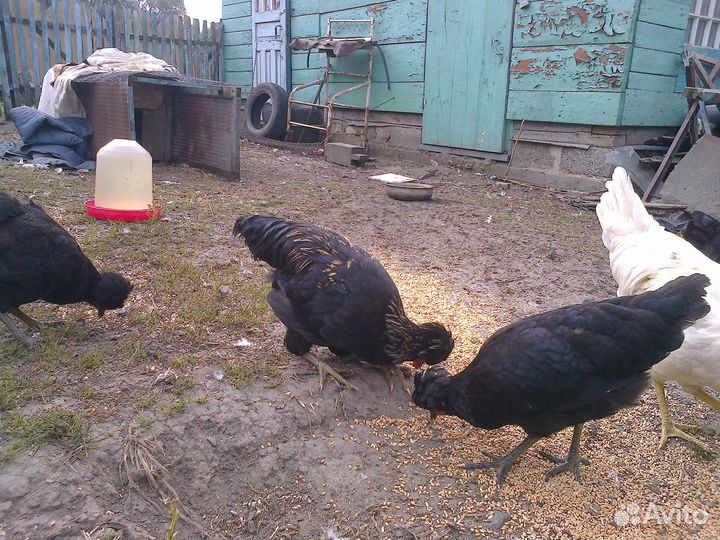 Молодые петушки