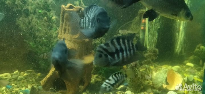 Чернополосая Цихлазома