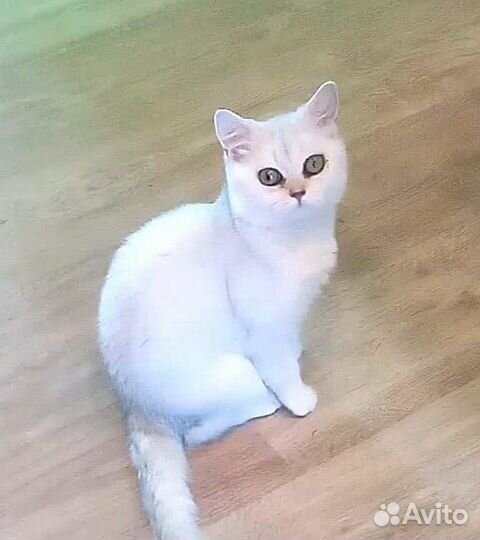 Шотландская девочка