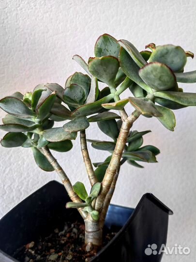 Крассула Red border(Красная кайма)