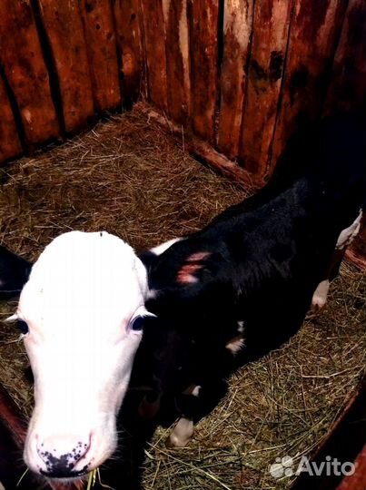 Телята, телочки, бычки на откорм. Молодые