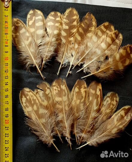 Перья хищных птиц