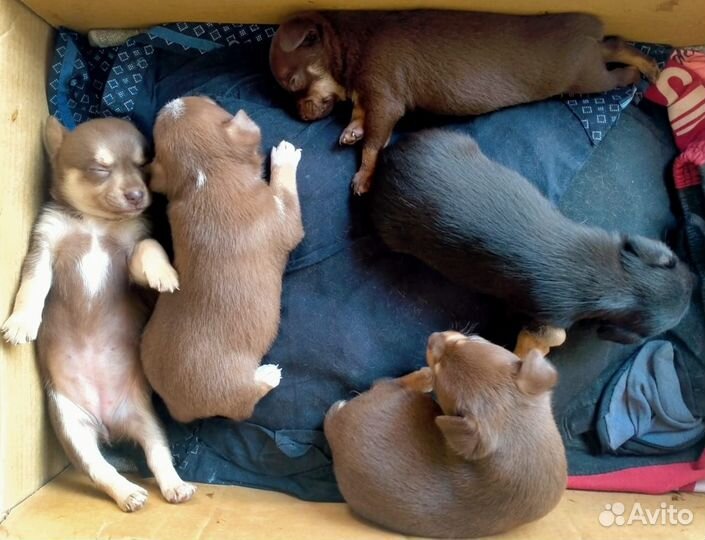 Продам щенков той терьер