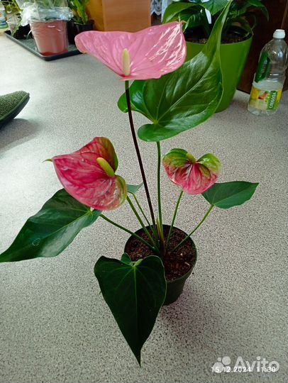 Антуриум Колорадо