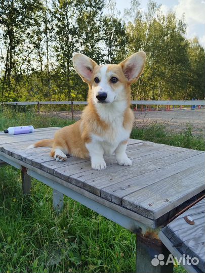 Щенки корги