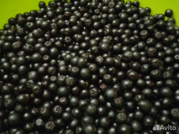 Черноплодная рябина