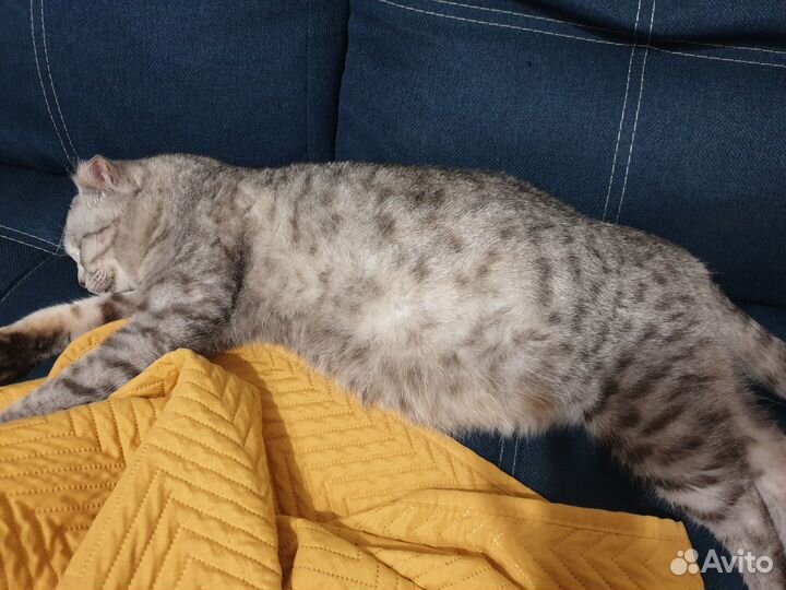 Кошечка в добрые руки