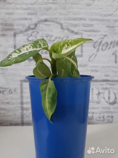 Диффенбахия