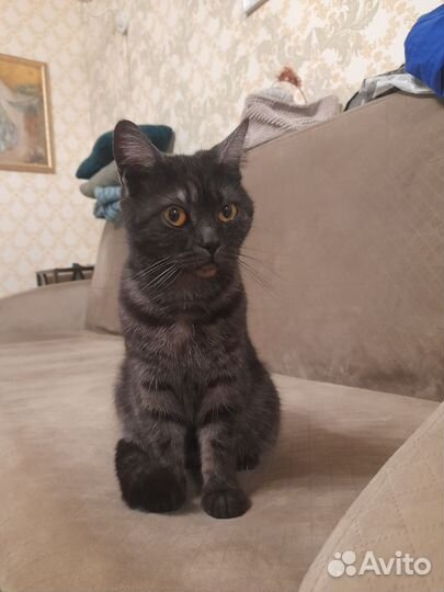 Кошка в дар