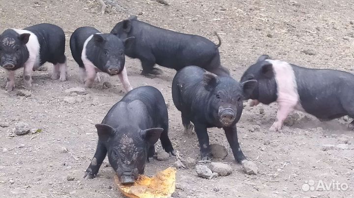 Вьетнамск вислобрюхий поросенок