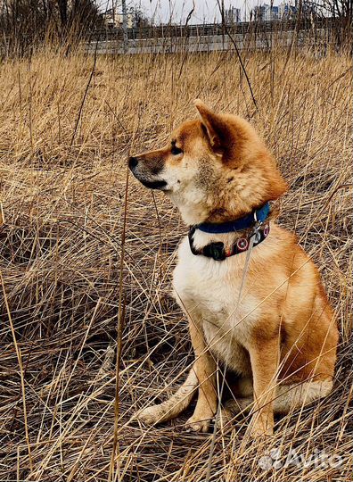 Сиба Ину вязка