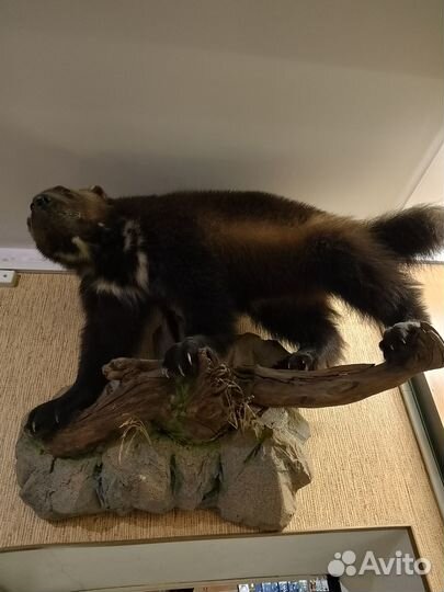 Имитация Росомахи (чучело)