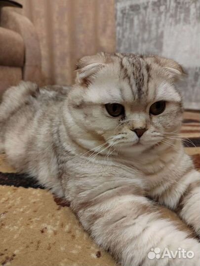 Шотландский кот вязка