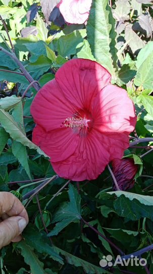 Гибискусы болотные - травнистые №2