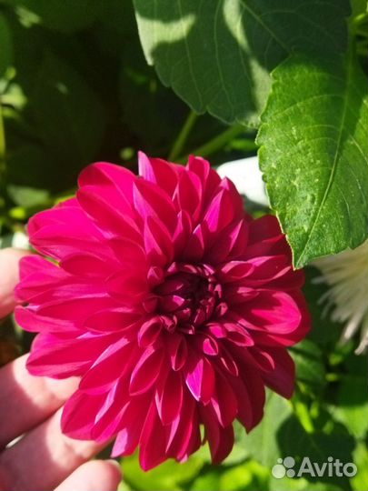 Георгины клубни