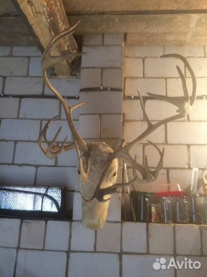 Голова оленя с рогами (настоящий чукотский олень)