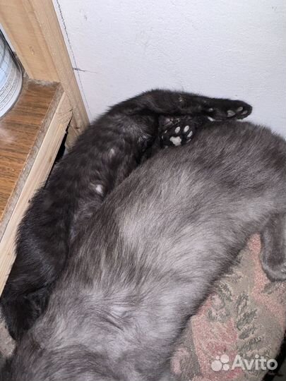Котенок